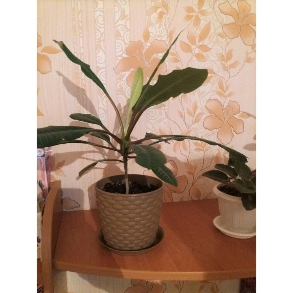 Кашпо пластиковое Ротанг бежевое d15,5 см h13,6 см 2 л