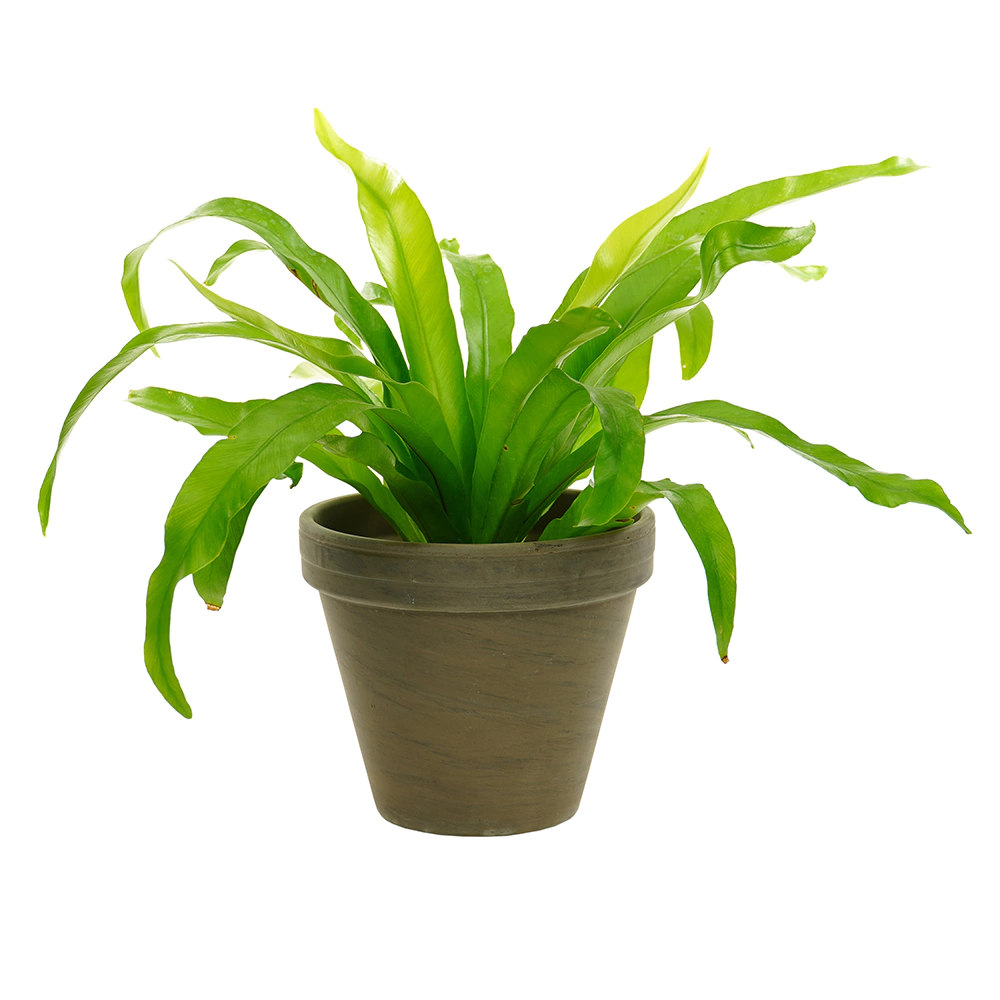 Горшок керамический терракотовый базальт d16 см h15,3 см 2 л