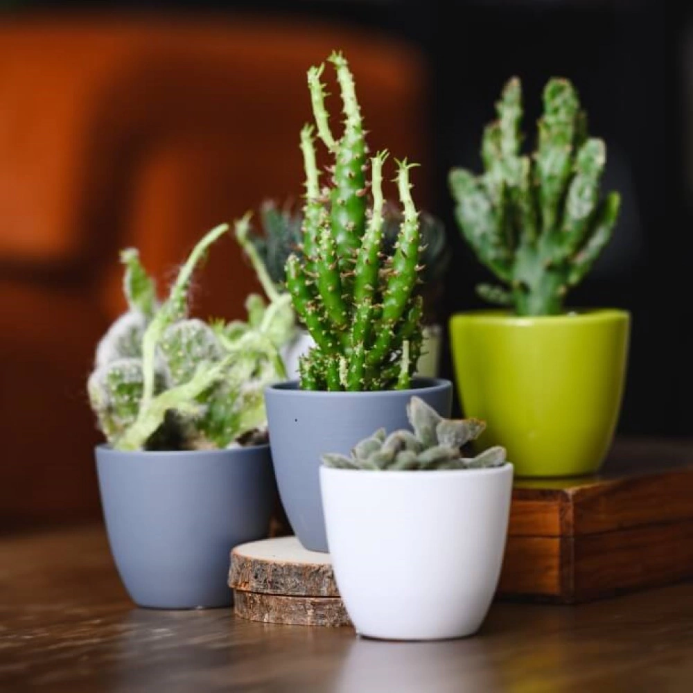 Кашпо керамическое d7 см h6 см 0,2 л белое Basic Cactus