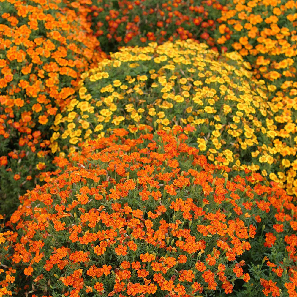 Бархатцы Мимимикс 0,2 г Русский огород