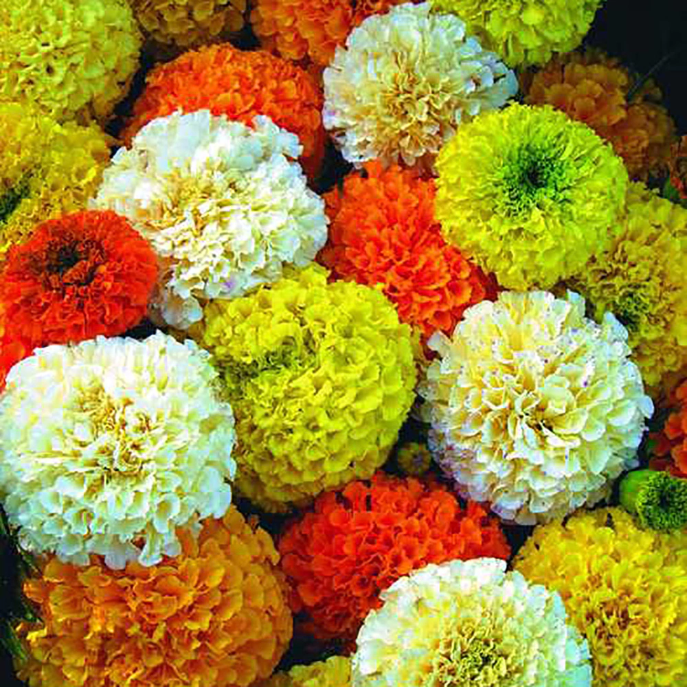 Бархатцы Битлс F1 смесь 12 шт Русский огород