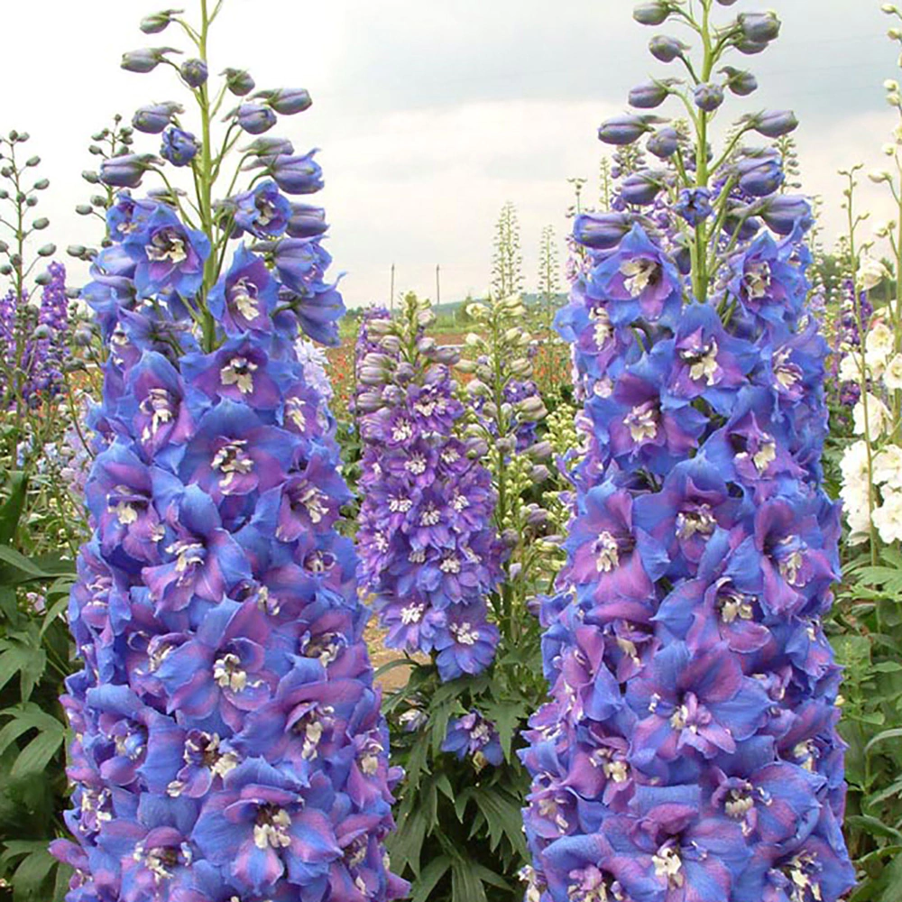 Дельфиниум многолетний Двуцветные звезды F2 10 шт Русский огород