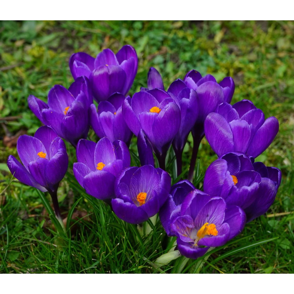 Крокус Флауэр Рекорд 6 шт