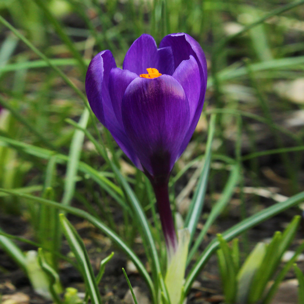 Крокус Флауэр Рекорд 6 шт