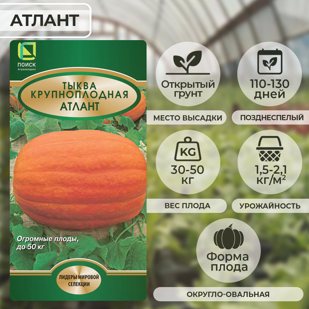 Тыква крупноплодная Атлант 5 шт