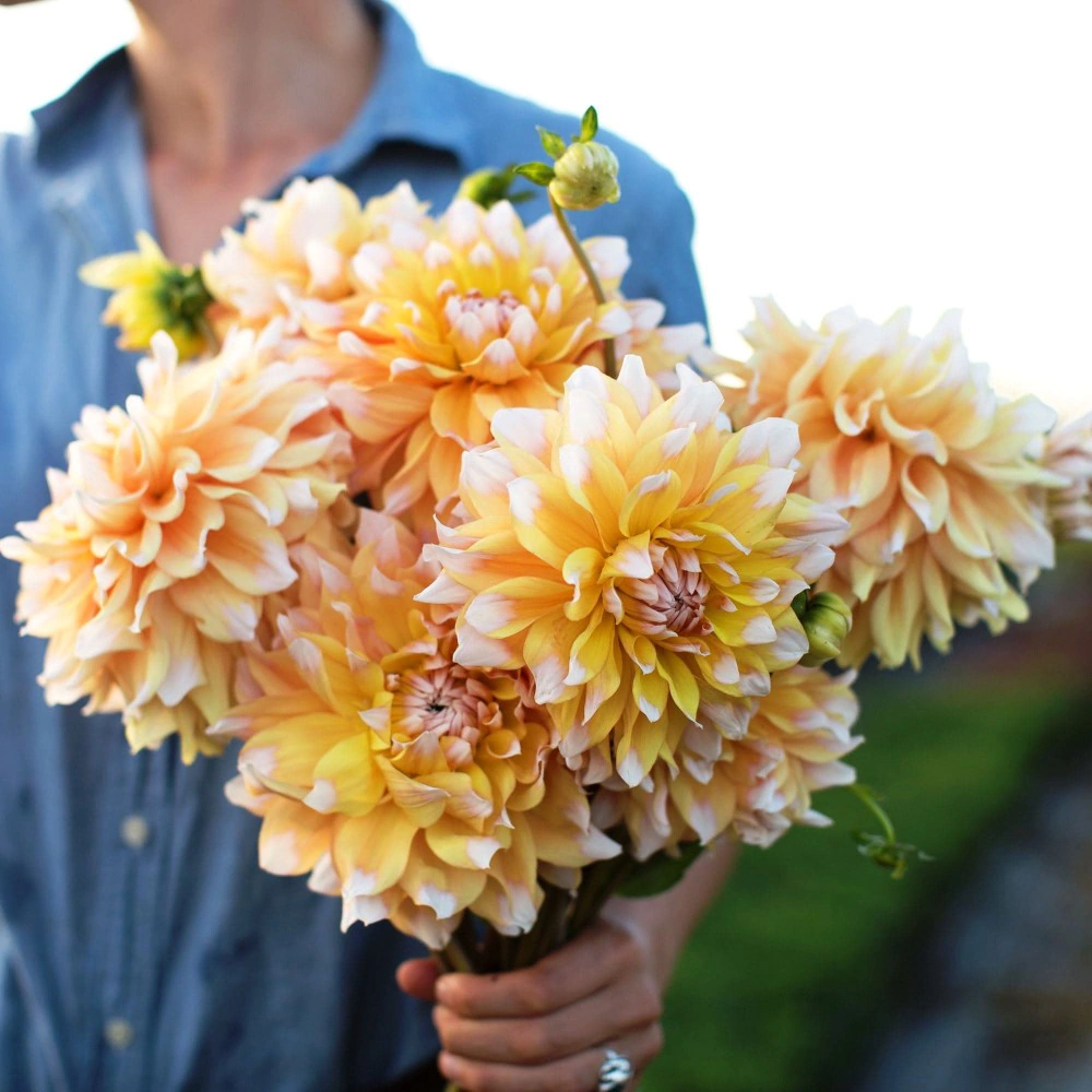 Георгина декоративная Сиэтл 1 шт My Garden