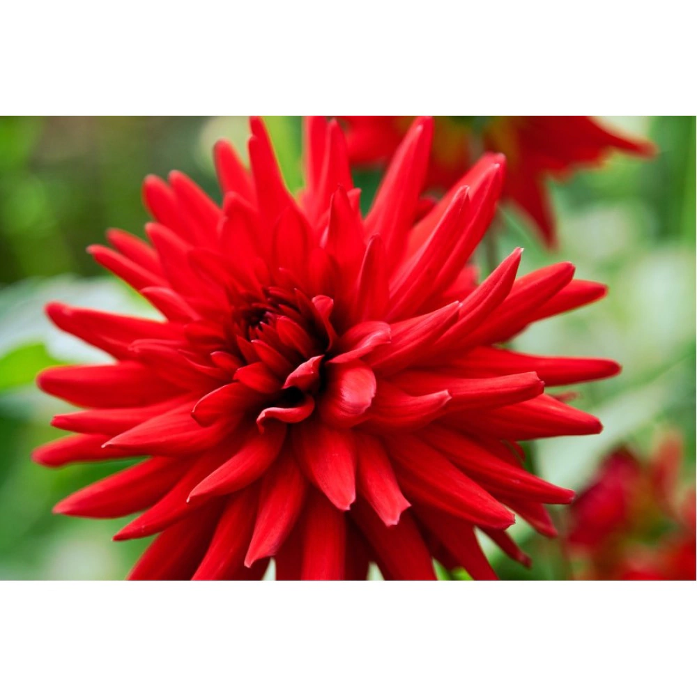 Георгина кактусовая Бергерс Рекорд 1 шт