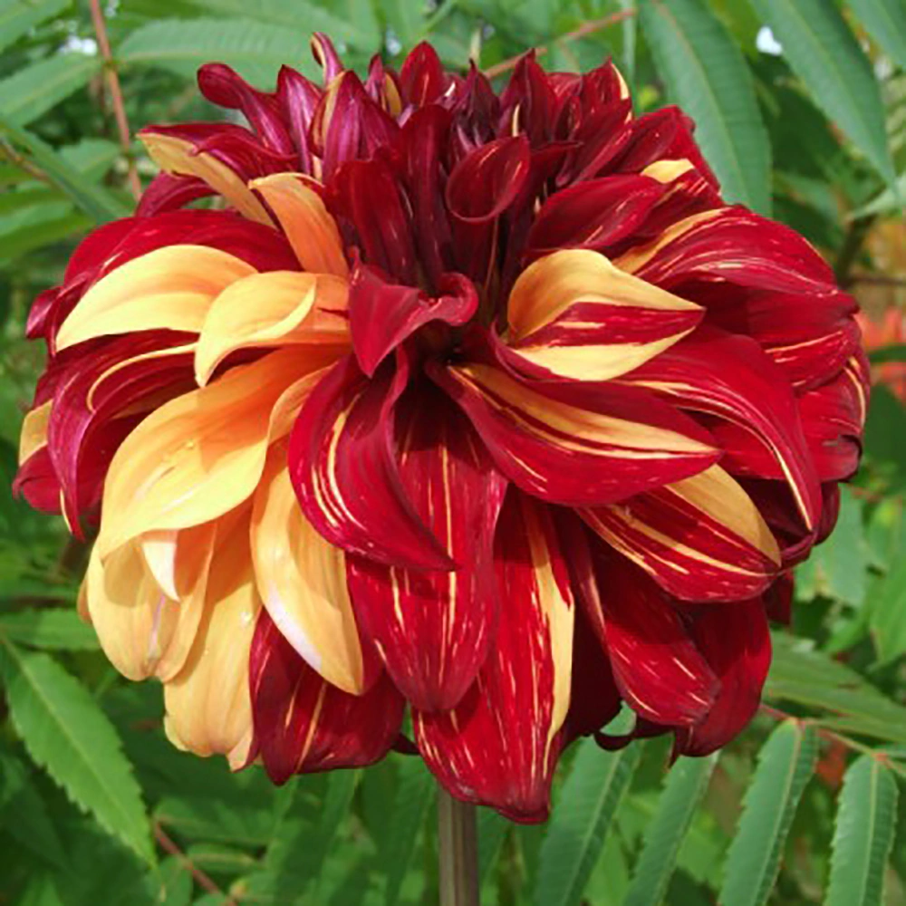 Георгина декоративная Богемиан Спартакус 1 шт