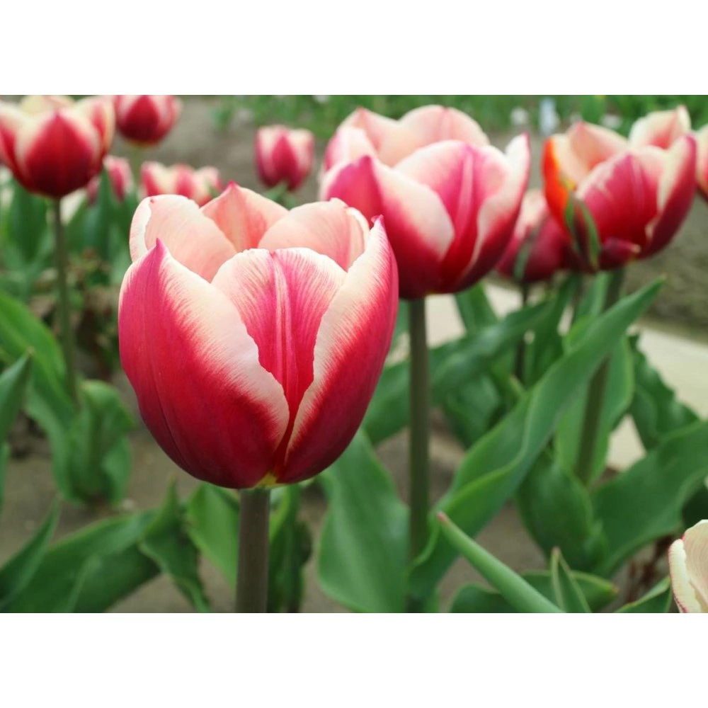 Тюльпан триумф Лин Ван Дер Марк Бюджет 3 шт