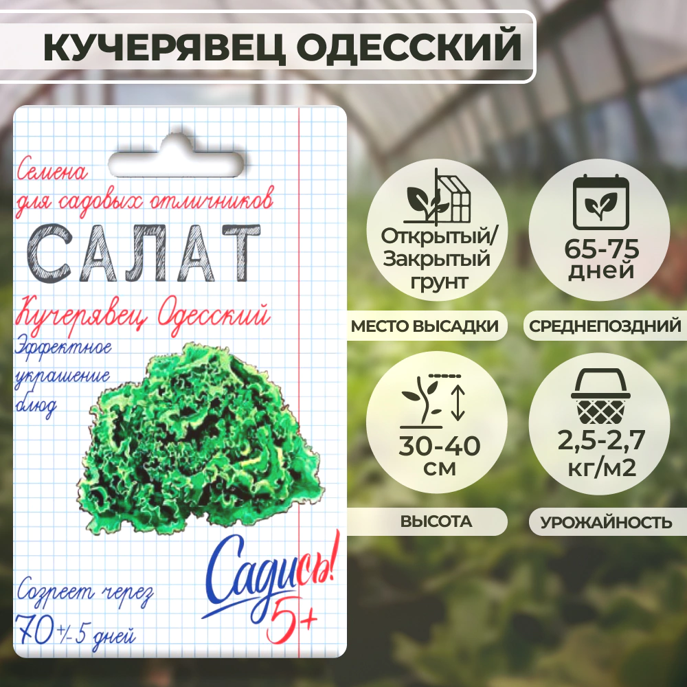 Салат полукочанный Кучерявец Одесский 0,5 г