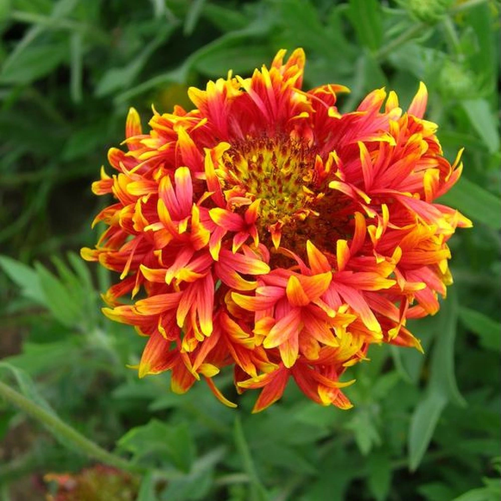 Гайлардия красивая Лоллипап двухцветная 0,1 г