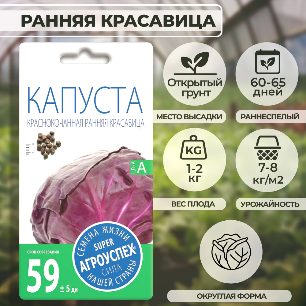 Капуста краснокочанная Ранняя красавица 0,3 г
