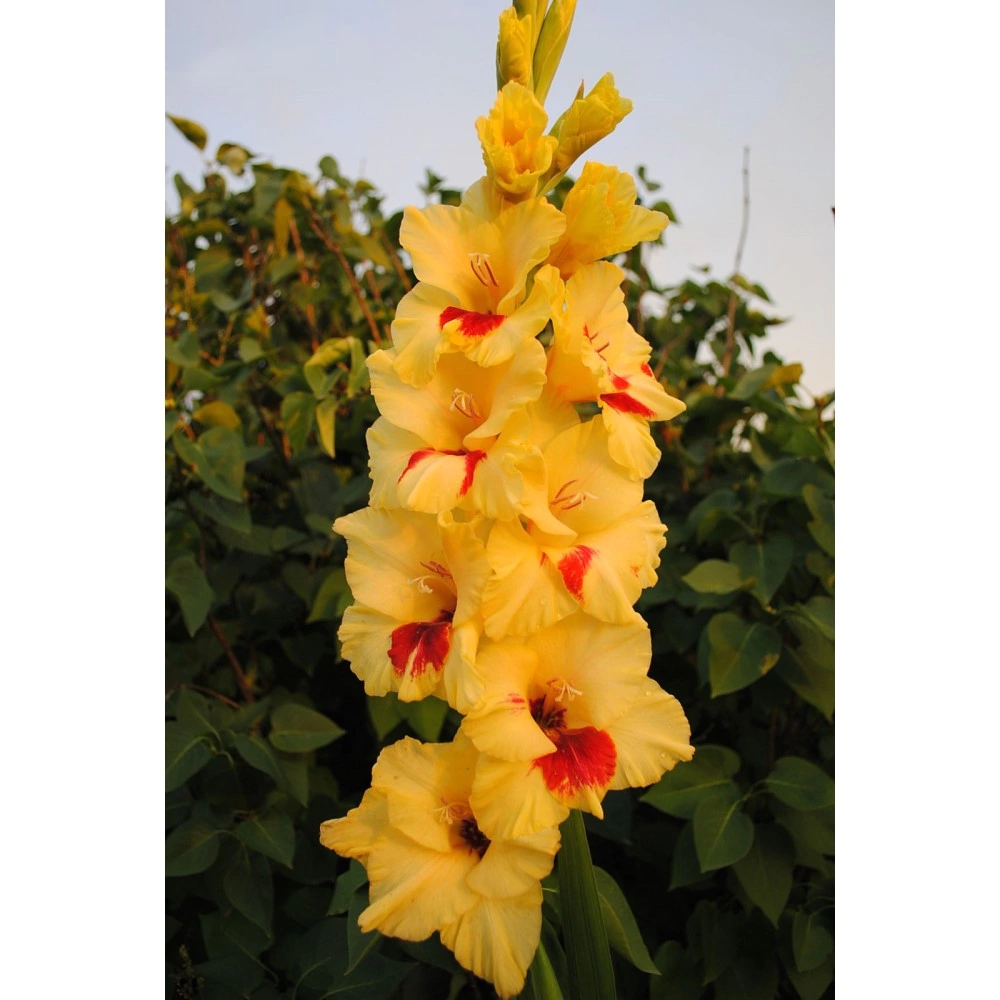 Гладиолус крупноцветковый Джестер 3 шт