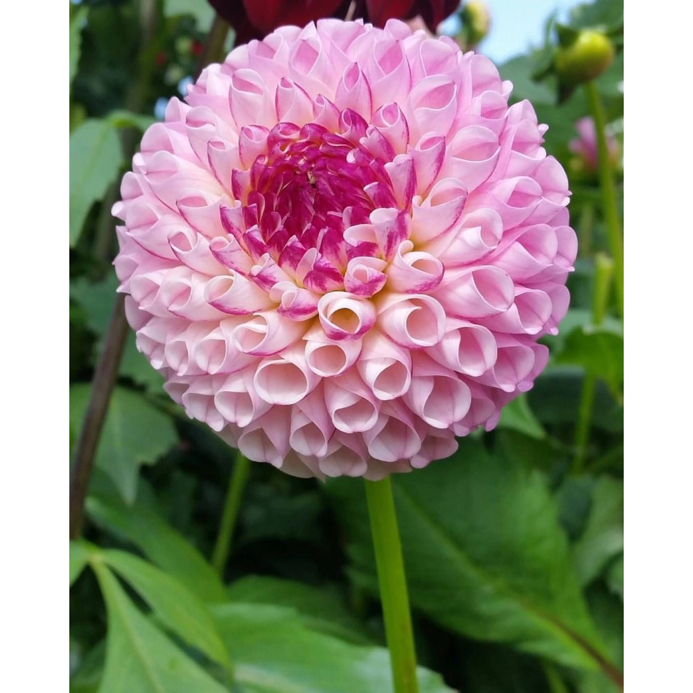 Георгина шаровидная Чимакум Деви 1 шт