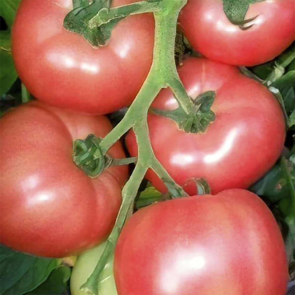 Томат Роузи (А) Поиск