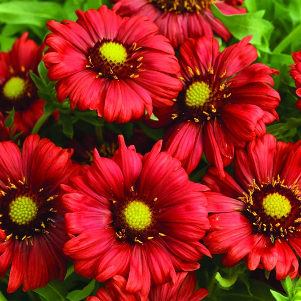 Гайлардия Бургунди