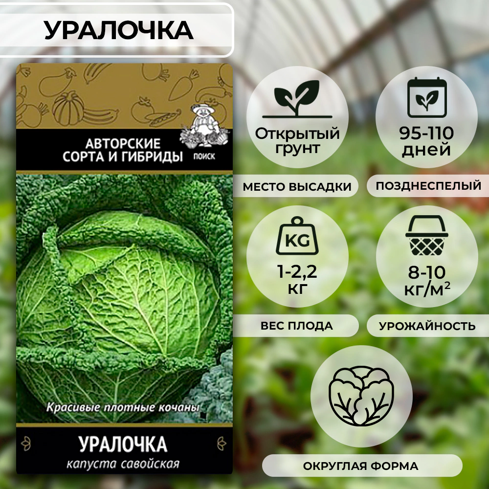 Капуста савойская Уралочка