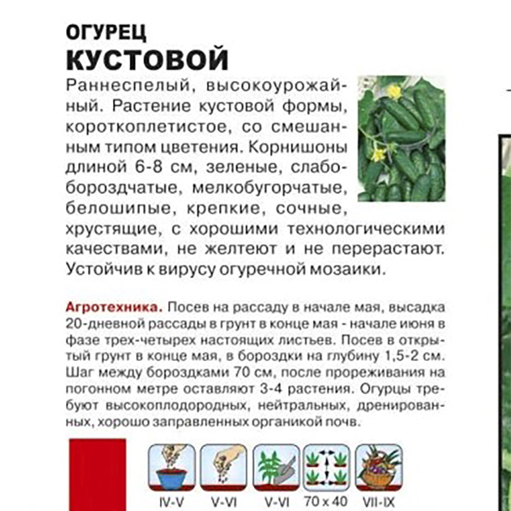 Огурец Кустовой (А)