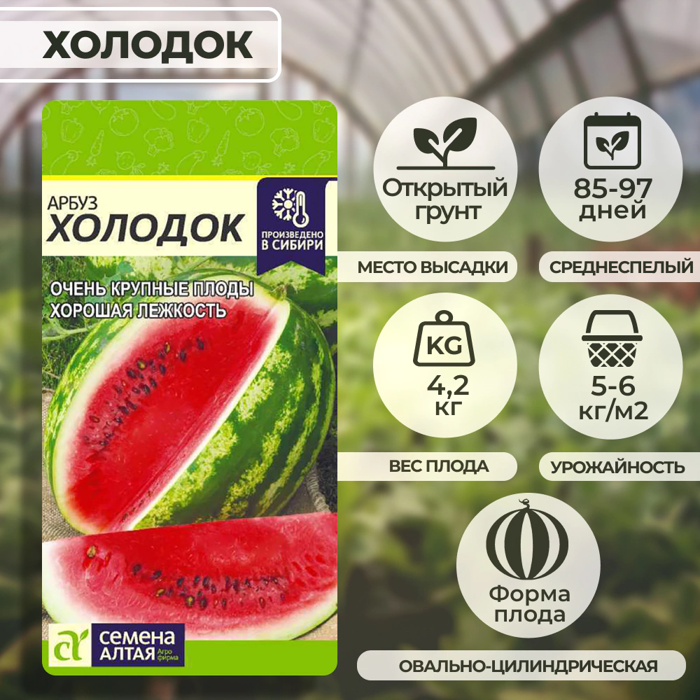 Арбуз Холодок 1 г Семена Алтая