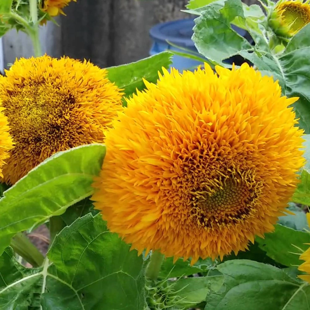 Подсолнечник Тедди Беар 1,0 г