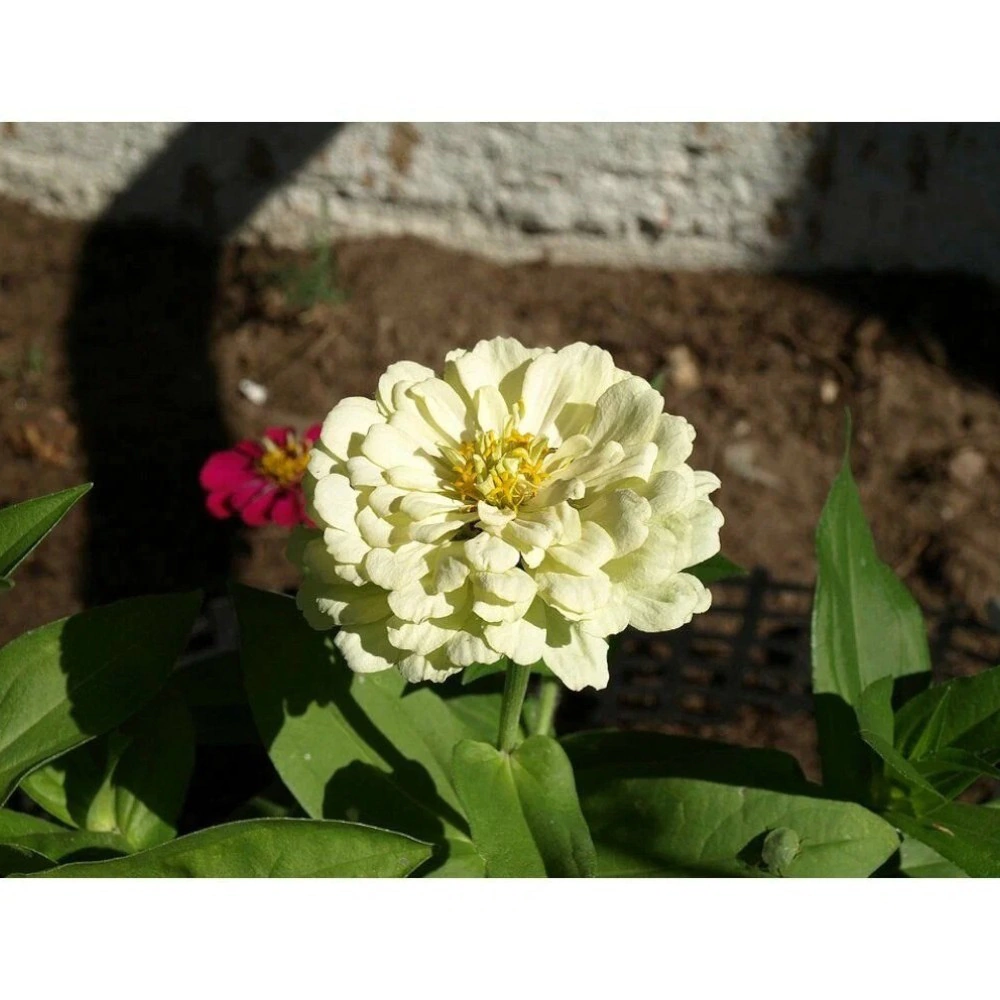 Цинния изящная Белый медведь 0,3г