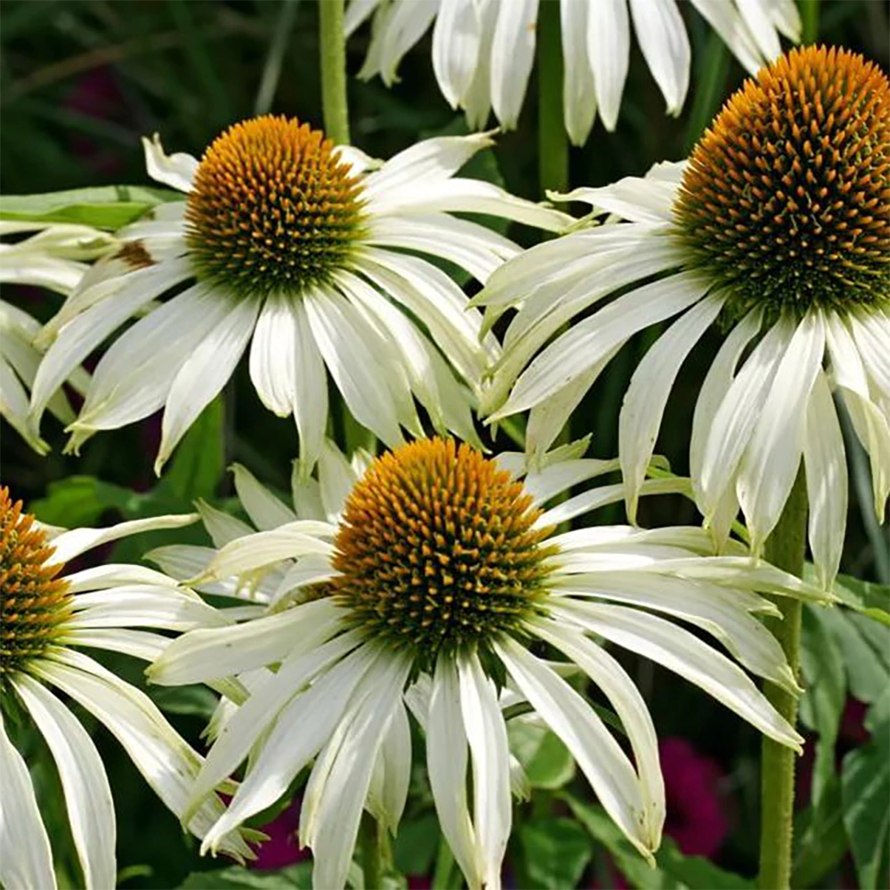 Эхинацея Белый лебедь Евро, 0,1 г