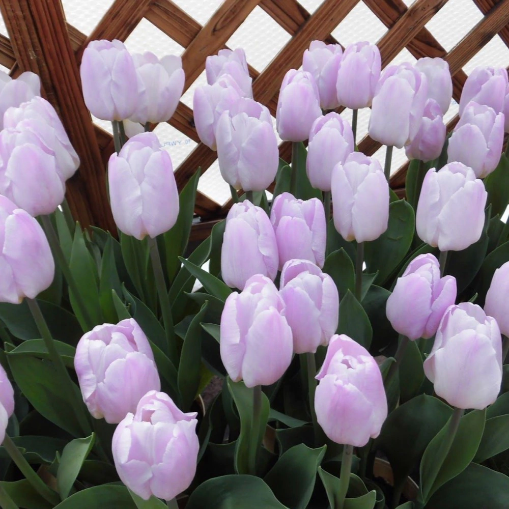 Тюльпан Candy Prince