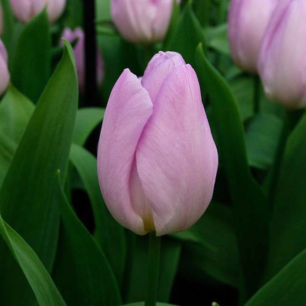 Тюльпан Candy Prince