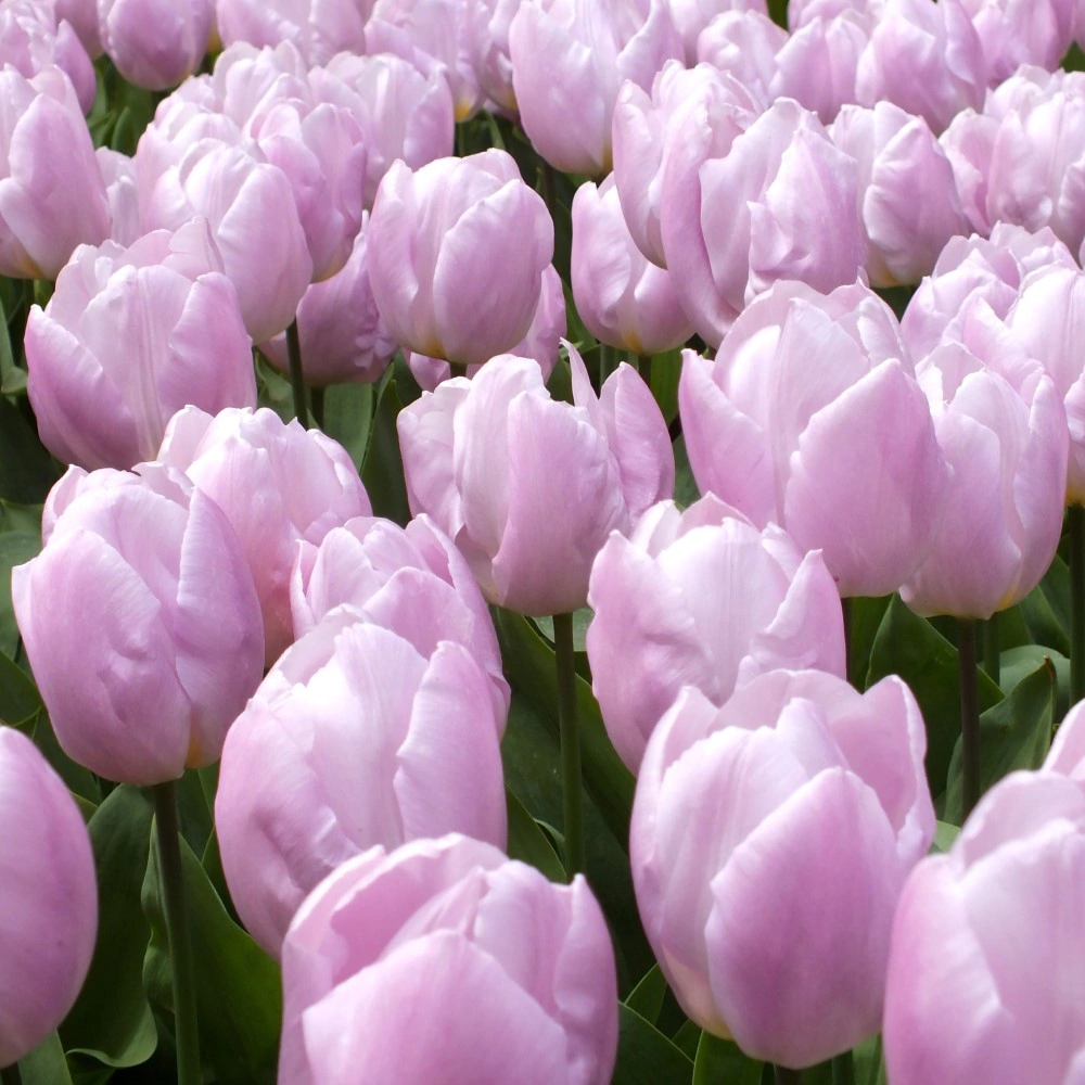 Тюльпан Candy Prince