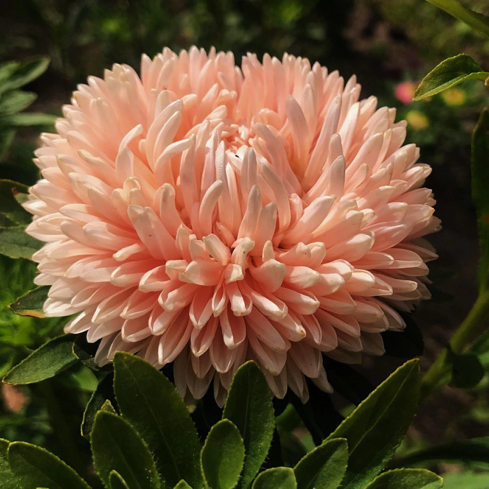 Астра Гольдшатц 0,2 г Седек