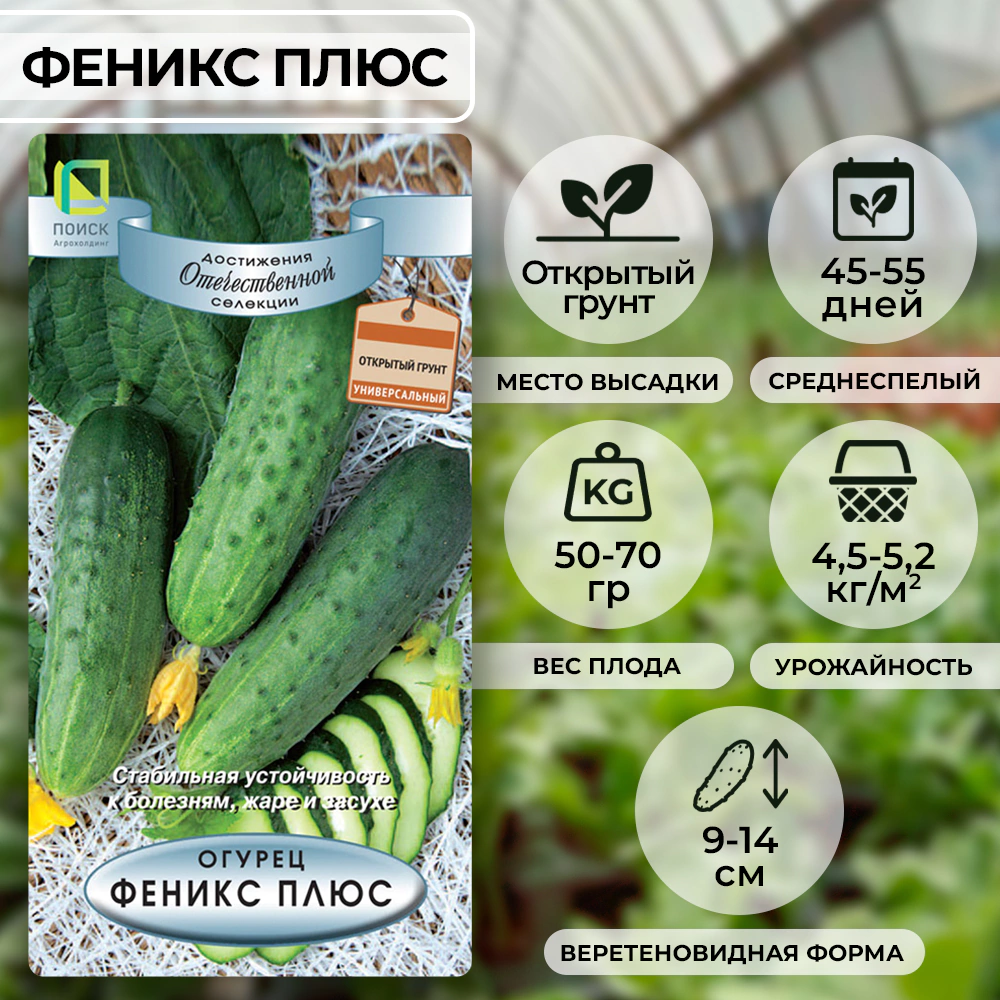 Огурец Феникс Плюс Поиск