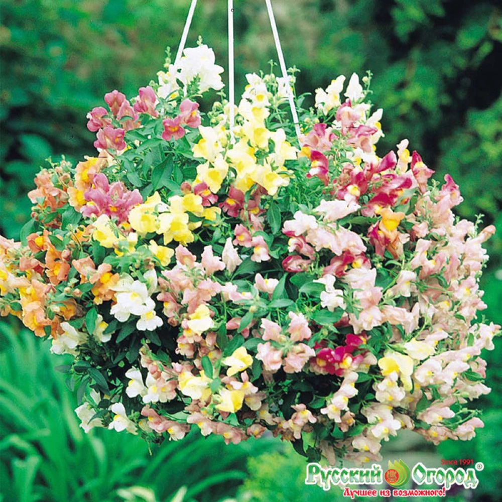 Антирринум ампельный F1 Лампион (смесь)