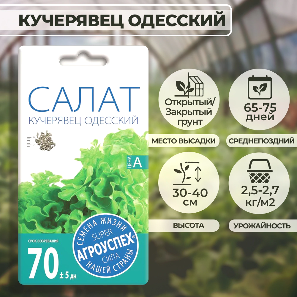 Салат полукочанный Кучерявец Одесский 0,5 г Агроуспех