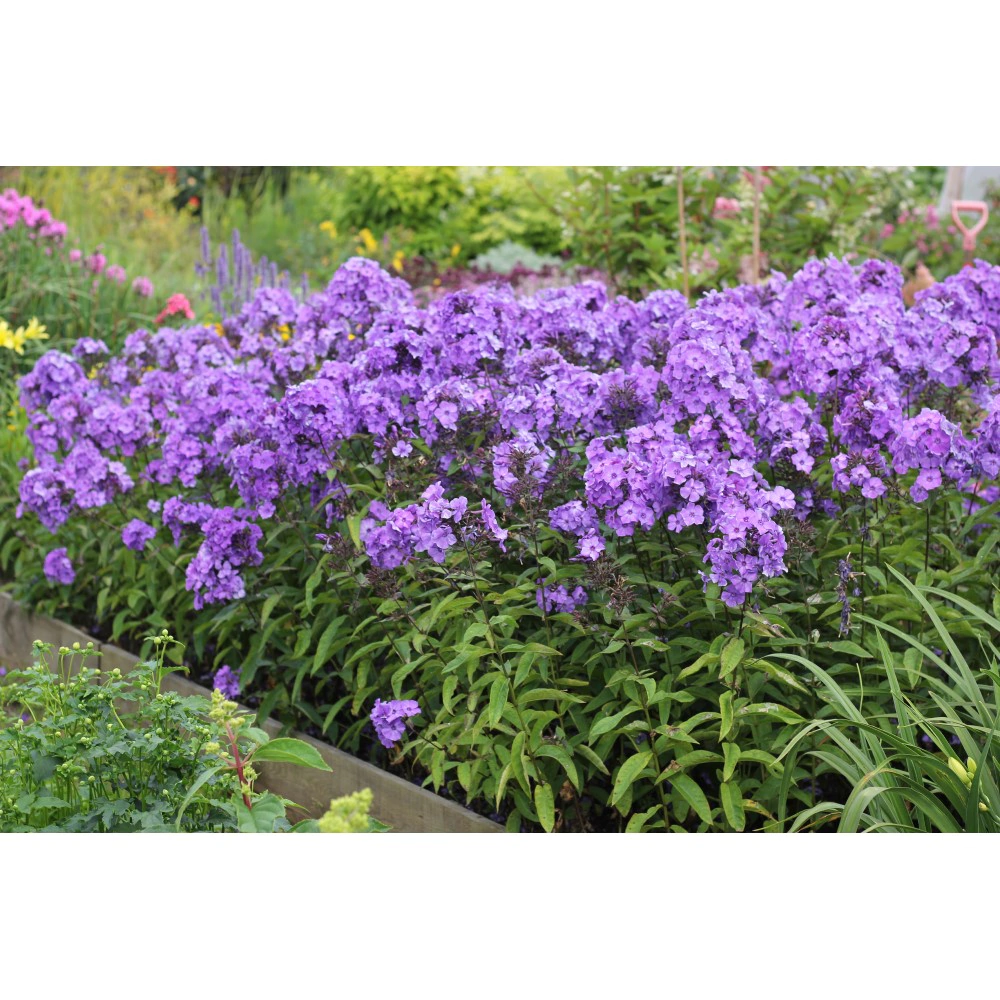 Флокс метельчатый Блу Бой 1 шт