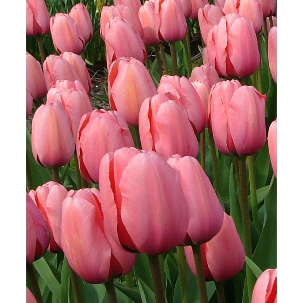 Тюльпан Дарвинов гибрид Пинк Импрешн 3 шт