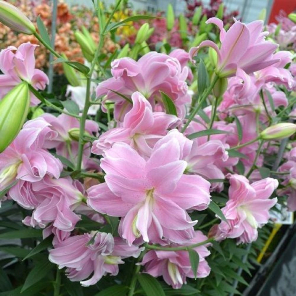 Лилия восточная махровая Лотус Бриз 1 шт