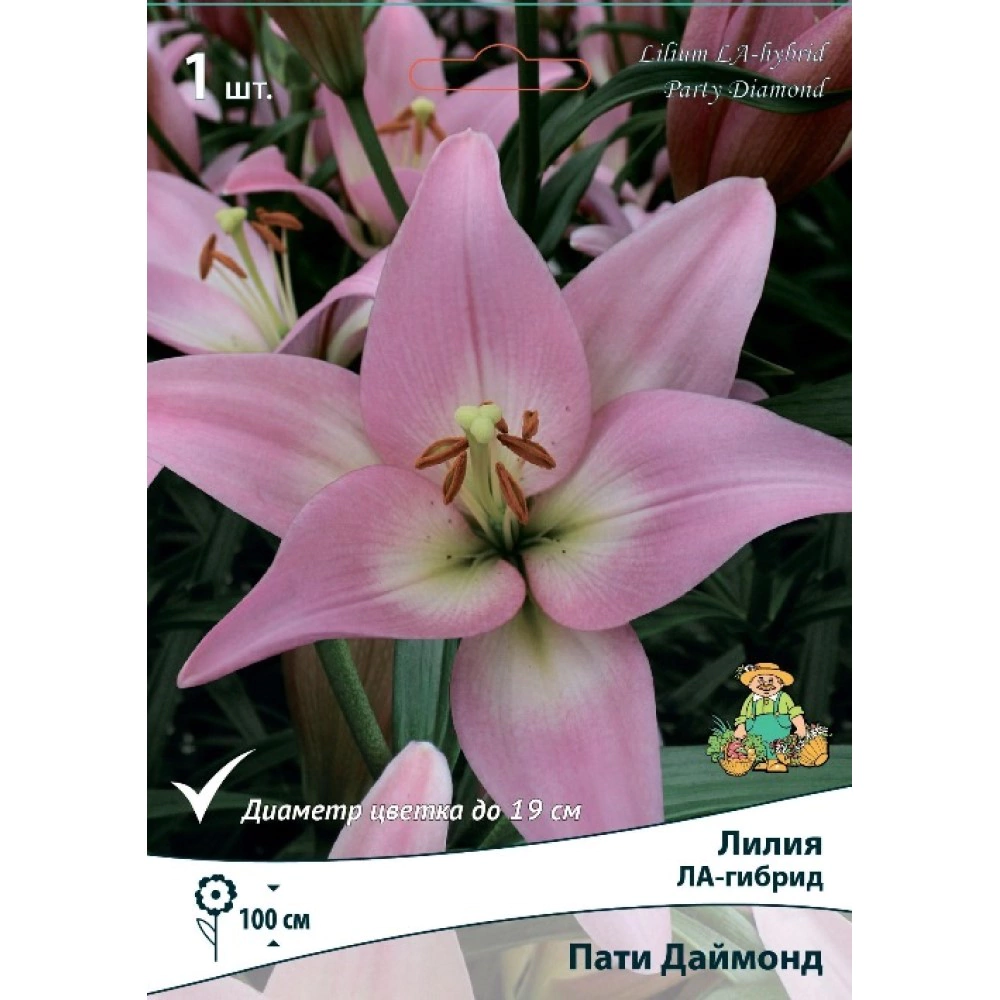 Лилия ЛА-гибрид Пати Даймонд 1 шт
