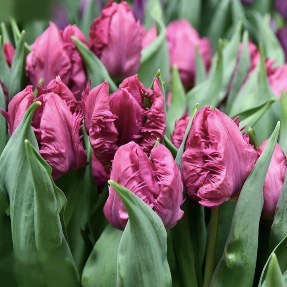 Тюльпан попугайный Пэррот Принц 3 шт