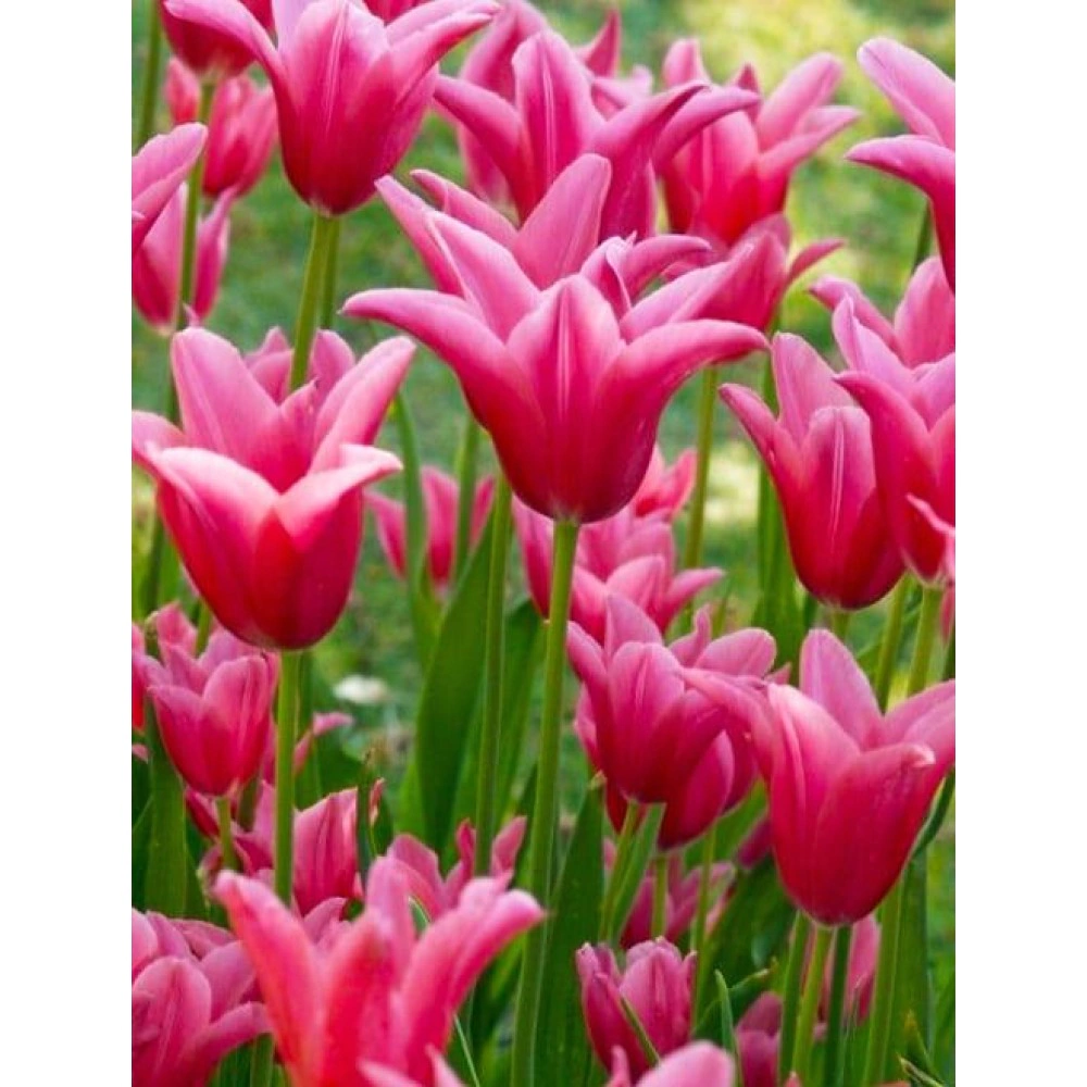 Тюльпан лилиецветный Мариэтт 3 шт