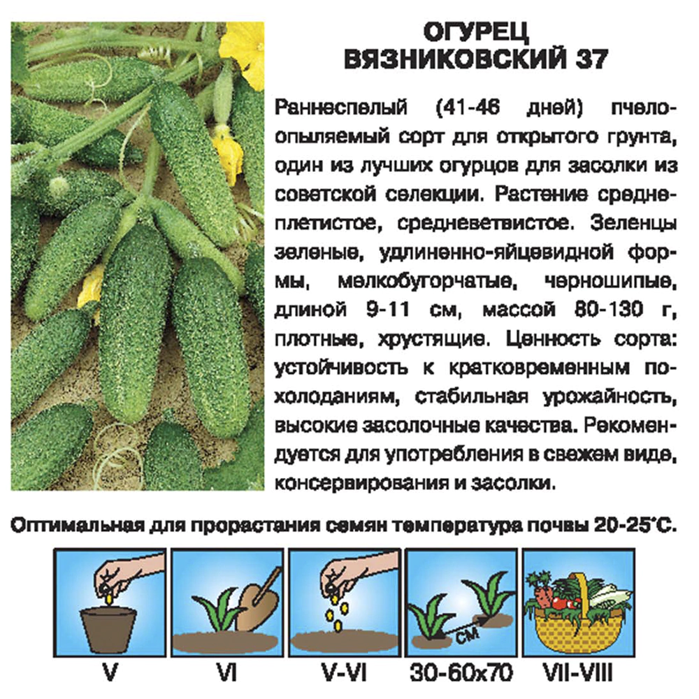 Огурец Вязниковский 37 Евро 0,5 г