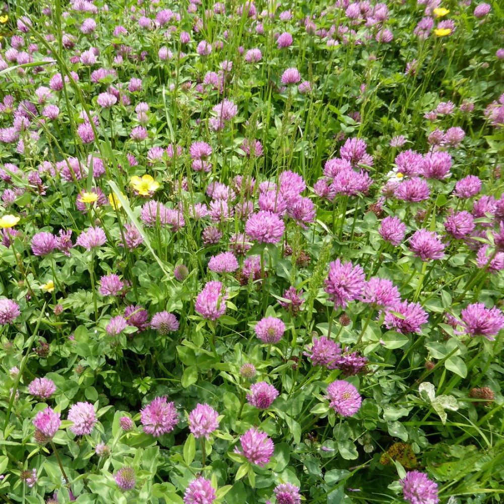 Сидерат Клевер луговой красный 0,1 кг