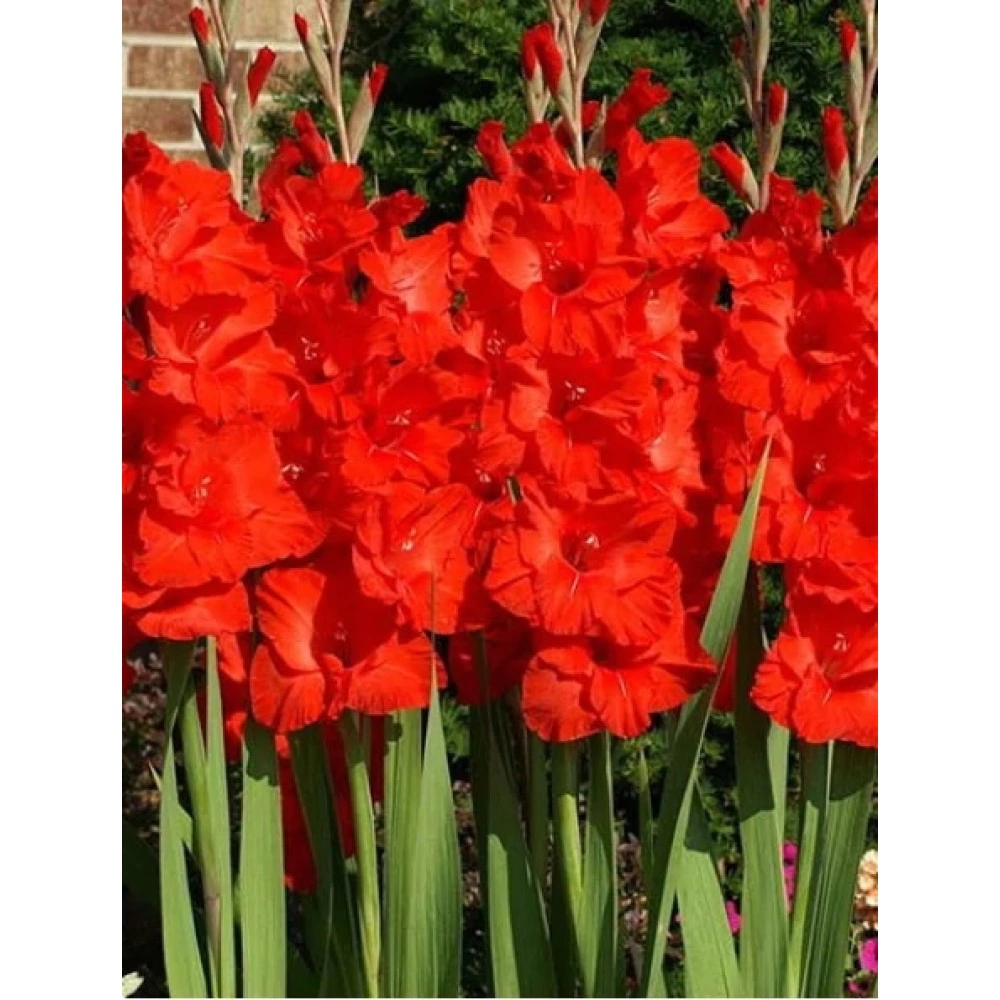 Гладиолус крупноцветковый Эдванс (10/12,3)