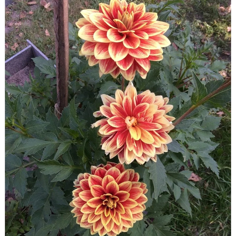 Георгина декоративная Кабальеро 1 шт