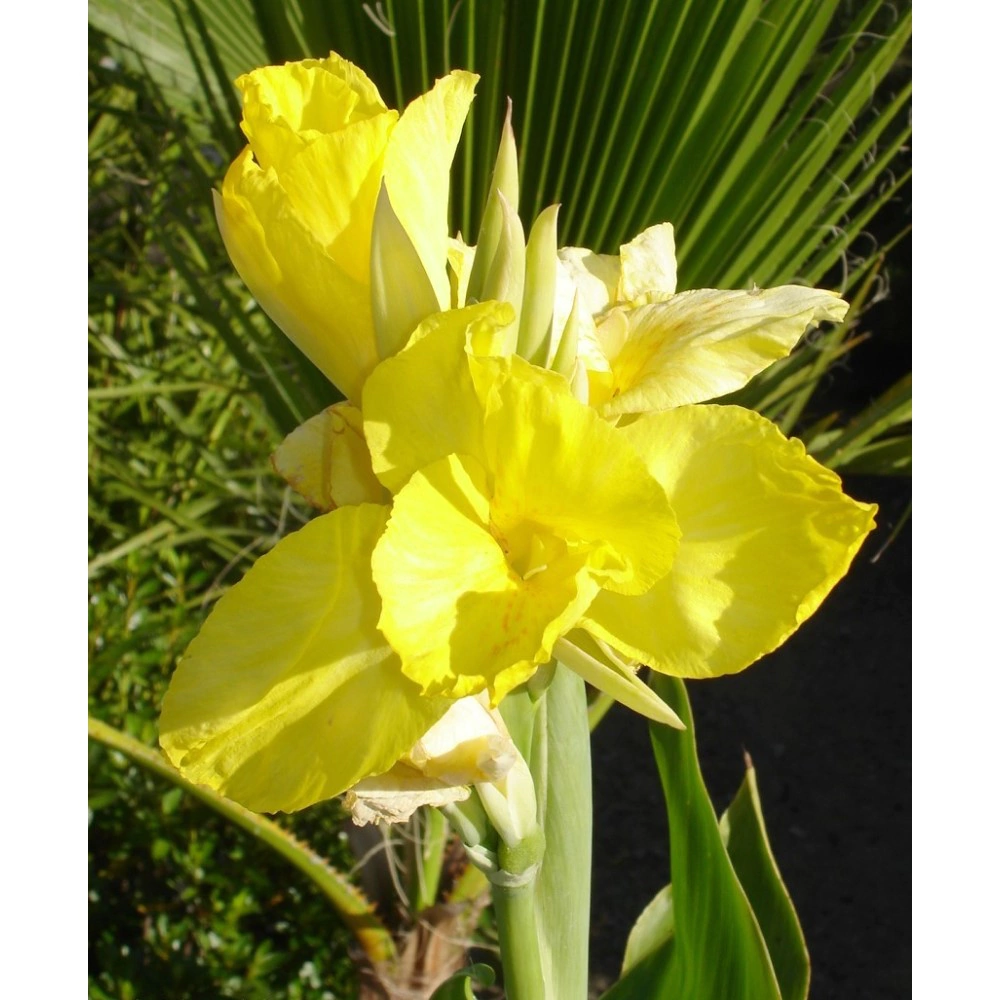 Канна Йеллоу Хамберт 1 шт