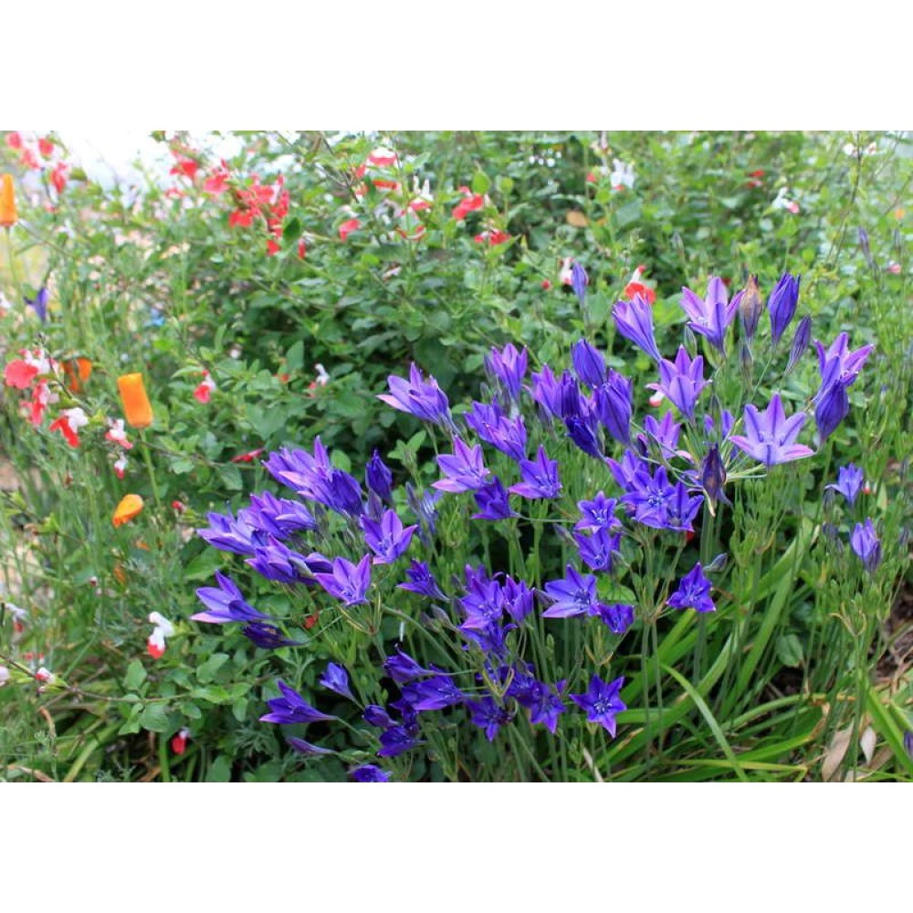 Трителейя рыхлая Квин Фабиола 10 шт