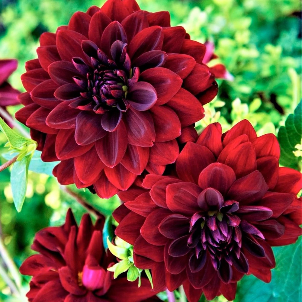 Георгина бахромчатая Дарк Фубуки 1 шт