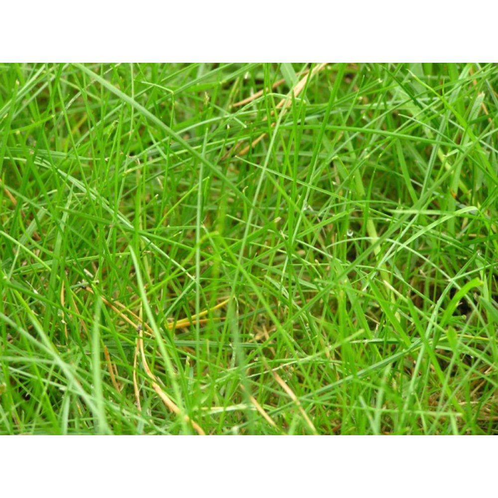 Семена газонной травы Овсяница красная Реверент 10 кг