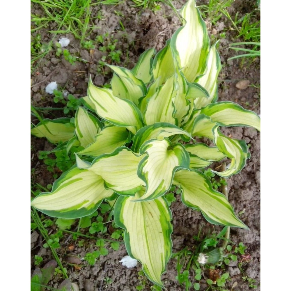 Хоста форчуна Альбопикта 1 шт