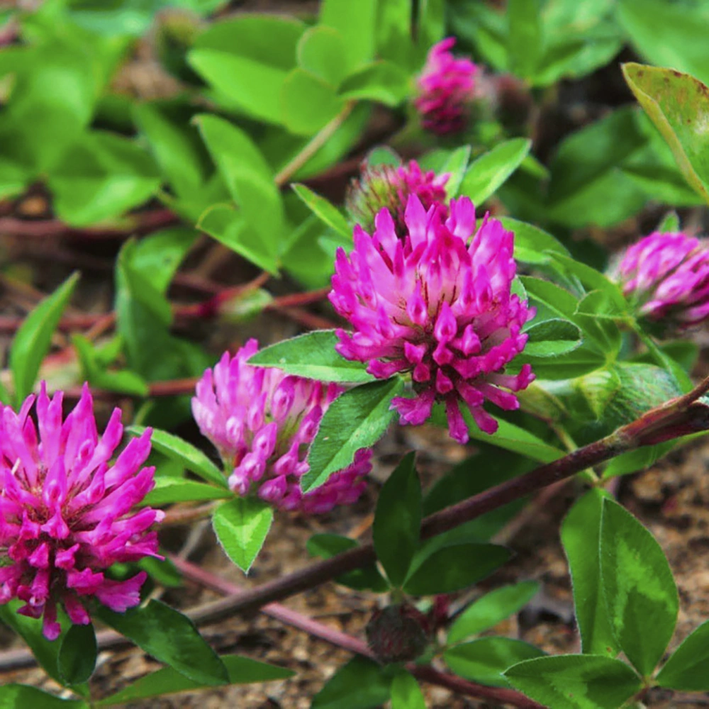 Сидерат Клевер красный 1 кг