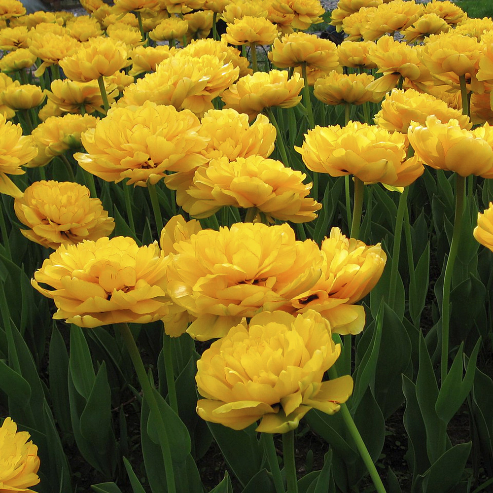 Тюльпан махровый поздний Йеллоу Помпонет 3 шт